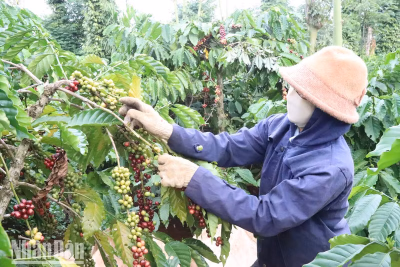 베트남은 6개월 동안 15만 톤의 커피를 수출해 5억5천260만 달러의 외화를 벌어들얐다. (사진: 응우옌 꽁 리)