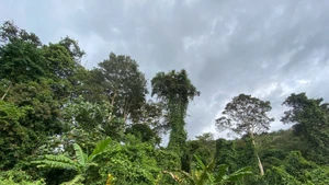 산림은 넷제로(탄소중립) 달성 전략에서 중요한 역할을 하고 있다.