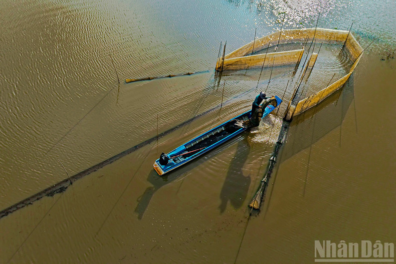 어살에서 새우와 물고기를 잡는 모습.