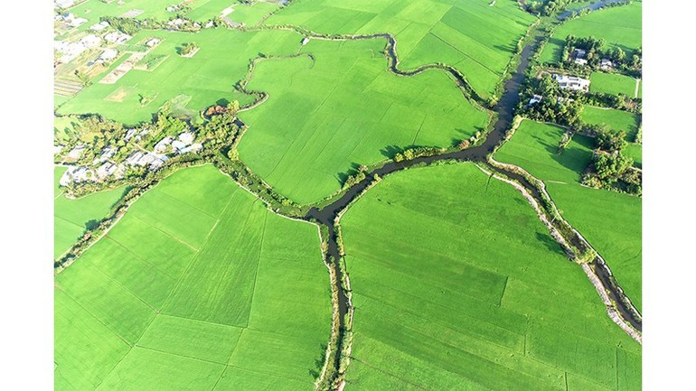 델타의 초록 융단.