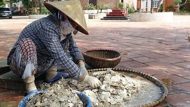 디엡(조개) 껍질을 가루로 가공하는 모습. (사진: LE BICH)