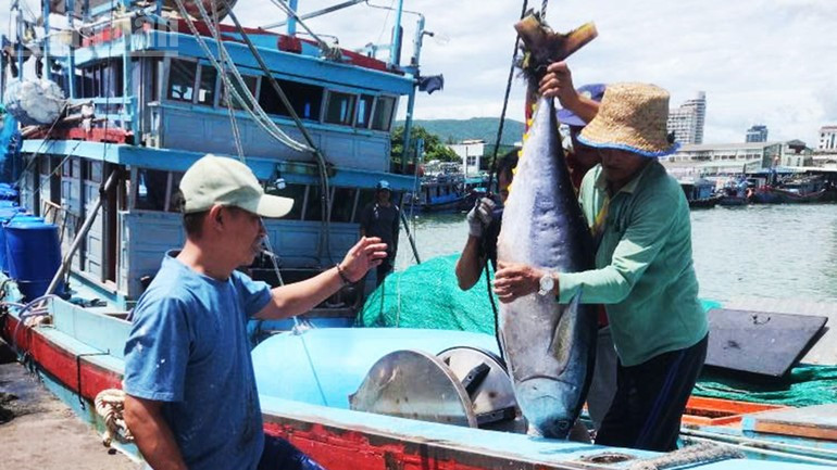 자라이에는 현재 1,400척이 넘는 참치 전문 어선이 있다.
