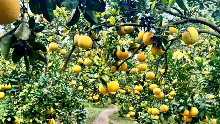 과일이 가득한 과수원이 축제 방문객을 기다리고 있다.