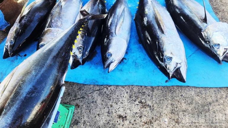 자라이 참치는 EU 시장의 엄격한 기준을 충족하며 신선도와 품질을 꾸준히 유지하고 있다.