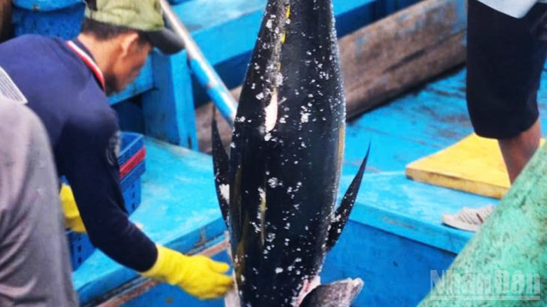 해양 참치는 자라이의 대표적 고부가가치 상품이다.