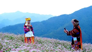 29일 개막하는 메밀꽃 축제.