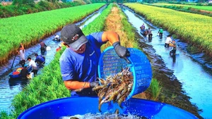 논에서 키워가는 ‘녹색의 꿈'