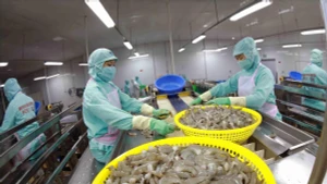 베트남, 2025년 수산물 수출 113억 달러… 사상 최고치 