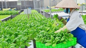 [영상] 하노이, 농산물 수출 20억 달러 달성…지속가능 발전 토대 마련