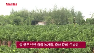 설 앞둔 닌빈 금귤 농가들, 출하 준비 '구슬땀'