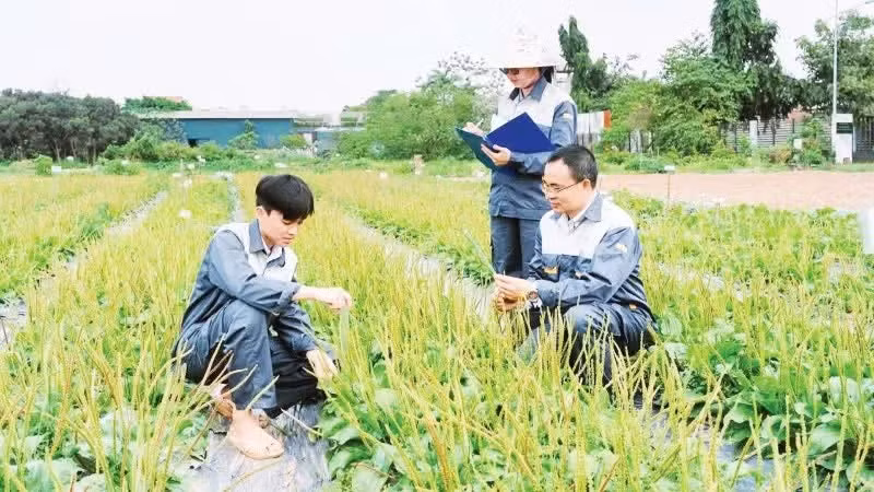 국립약재연구소 산하 국가유전자원·약용식물품종센터 직원들이 약용 자재에 대한 현장 조사를 실시하고 있다.