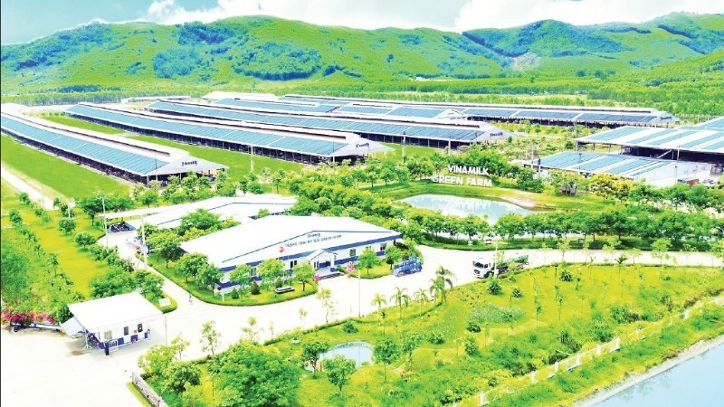 '비나밀크 그린 팜'은 지속 가능하고 저탄소 배출을 지향하는 친환경 농장 모델이다. (사진: 타이 하)