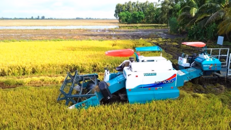 껀터시에서 고품질 벼 수확이 진행되고 있다. (사진: NDO)