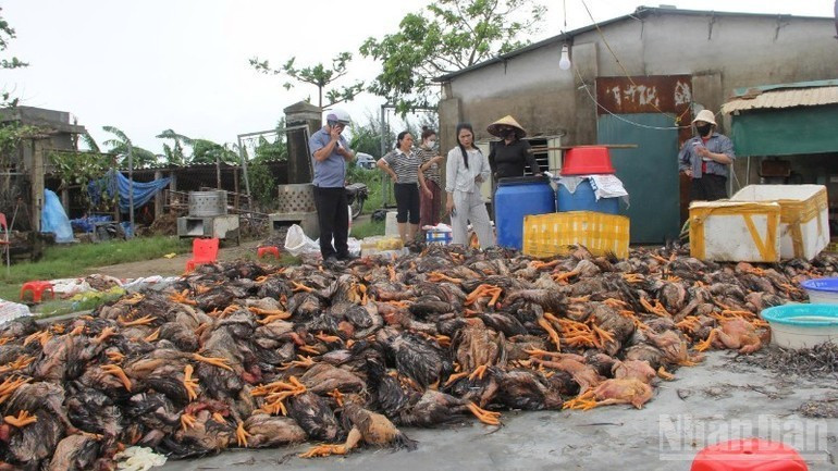 응에안성에서는 홍수로 인해 가금류 약 40만 마리가 폐사했다. (사진: NDO)