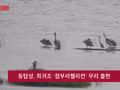 동탑성, 희귀조 '점부리펠리컨' 무리 출현