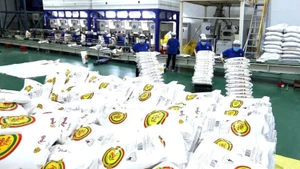 쭝안 하이테크농업주식회사에서 수출용 쌀을 가공하는 모습. (사진: Vu Sinh)