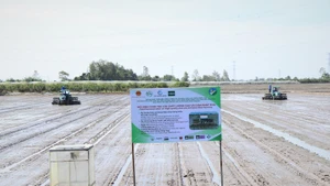 현재까지 메콩델타 지역에서 약 40만 헥타르의 농지가 지속가능한 벼 재배 방식 도입을 위해 등록을 마쳤다. (사진: VNA)