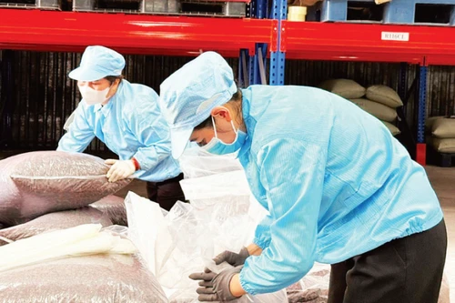 Simexco DakLak에서 스페셜티 커피 껍질(카스카라 차) 수출을 위해 포장하는 모습. (사진: 민 안)