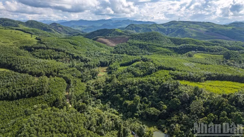 다낭시 탄빈 면의 숲 캐노피. (사진: 뚱람)