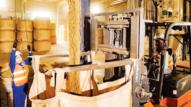 Simexco DakLak사의 커피 생산 현장. (사진: 민 안)