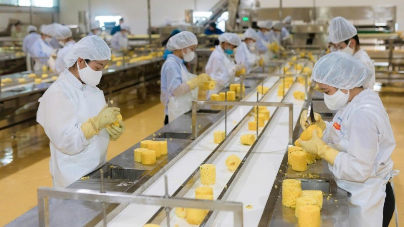 선라성 DOVECO 과일·채소 가공센터에서 수출용 파인애플을 가공하고 있다. (사진: 민 안)