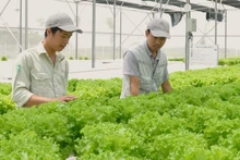 2025년, 과일 및 채소 수출이 약 20% 증가하면서 처음으로 85억 달러를 돌파했다. 심층 가공 전략과 시장 개방에 힘입은 결과다.