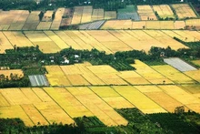 계절마다 달라지는 메콩 델타의 논밭 풍경.