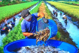 논에서 키워가는 ‘녹색의 꿈'