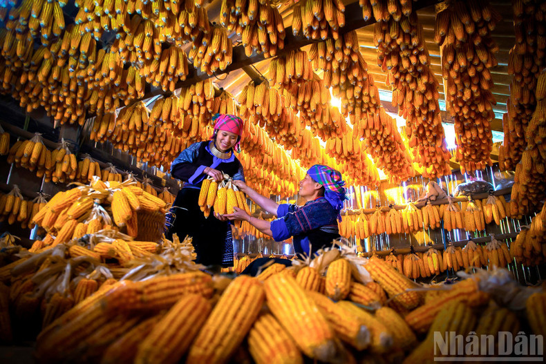 작품: 황금빛 옥수수, 풍요로운 삶의 터전. 촬영: 당 티 프엉 란