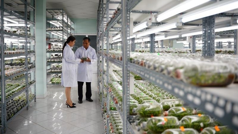 호치민시 첨단농업지구의 조직배양 난초 육종실.