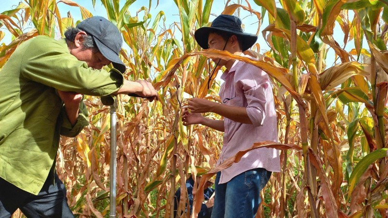 연구 프로젝트를 위해 다년생 재배 시스템에서 토양 시료를 채취하기 위한 토양 코어 시추 작업이 진행된다.
