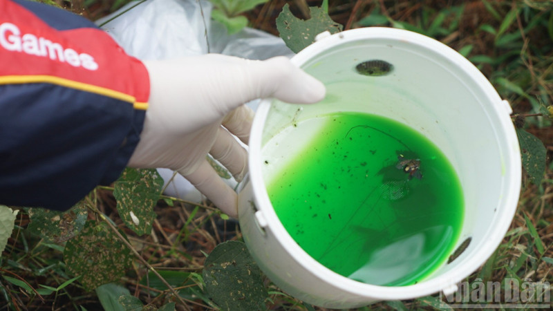 과학자들이 산림 보호 연구를 위해 설치한 트랩을 통해 채집한 목재 해충 샘플들. (사진: 쭝 흥)