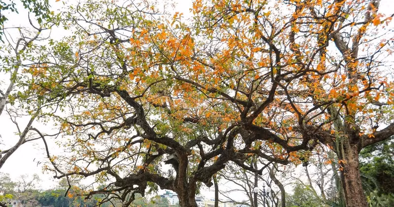 호안끼엠 호수 옆에 위치한 '록붕'(Barringtonia acutangula) 나무의 잎이 색을 바꾸고 있다. (사진: VNA)
