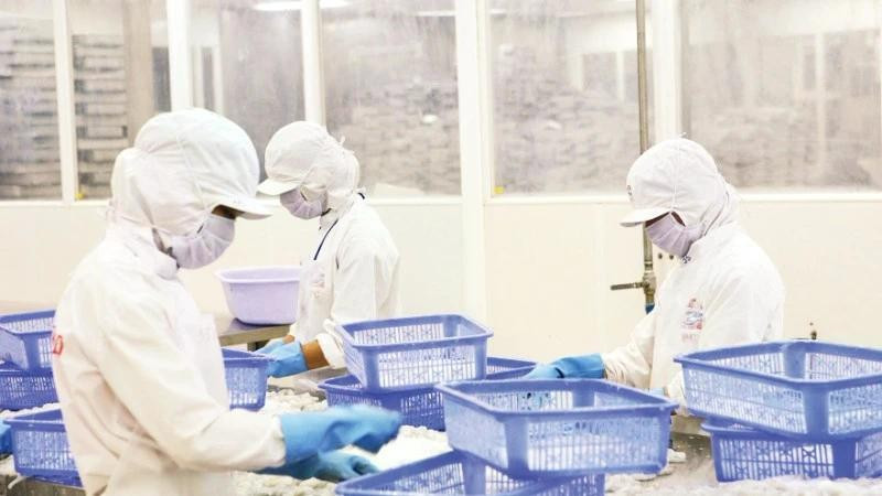 껀터의 한 기업에서 해산물을 가공하는 근로자들. (사진: 득 안)