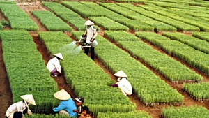 호찌민 주석이 시작한 나무 심기 축제는 60여 년이 넘는 세월 동안 매년 봄마다 이어져 온 문화적 전통으로 자리 잡았다.