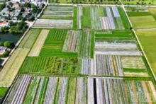 흥옌성에 위치한 호앙르엉 남부약초협동조합이 조성한 70헥타르 규모의 약용 식물 재배지.