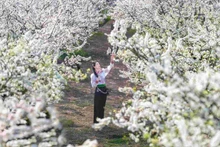 울창한 숲과 산의 푸르름 속에서 이른 매화꽃의 하얀 빛이 구름처럼 나뭇가지 위에 내려앉아 순수하고 섬세하며 순수한 아름다움으로 환하게 빛난다.