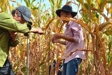 연구 프로젝트를 위해 다년생 재배 시스템에서 토양 시료를 채취하기 위한 토양 코어 시추 작업이 진행된다.