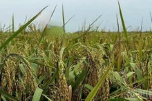 가을 벼가 수확을 앞두고 있다. (사진: HNV)