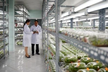 호치민시 첨단농업지구의 조직배양 난초 육종실.