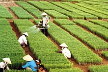 호찌민 주석이 시작한 나무 심기 축제는 60여 년이 넘는 세월 동안 매년 봄마다 이어져 온 문화적 전통으로 자리 잡았다.