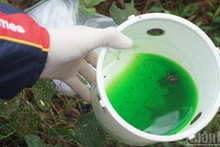 과학자들이 산림 보호 연구를 위해 설치한 트랩을 통해 채집한 목재 해충 샘플들. (사진: 쭝 흥)