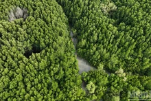 사진으로 보는 호찌민시 '녹색허파' 껀저 맹그로브 숲 