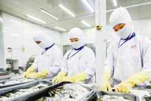 껀터의 한 기업에서 수출용 해산물을 가공하고 있다. (사진: 안 민)