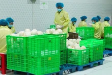 빈롱성의 한 기업에서 수출용 코코넛을 포장하고 있다. (사진: 민 안)