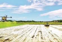 띠엔투언 협동조합, 고품질 쌀 재배도 기계화. 