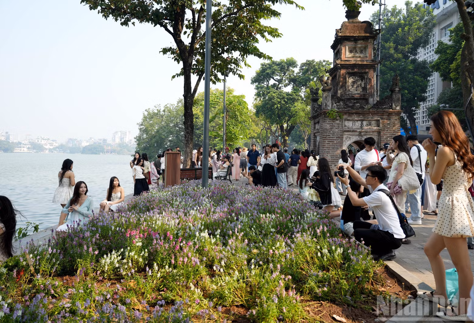 오전 8시경부터 호아퐁탑 옆에 보랏빛과 분홍빛으로 화려하게 피어난 일본비올라 꽃밭이 호안끼엠 호수를 산책하는 시민들과 관광객들의 눈길을 사로잡고 있다.