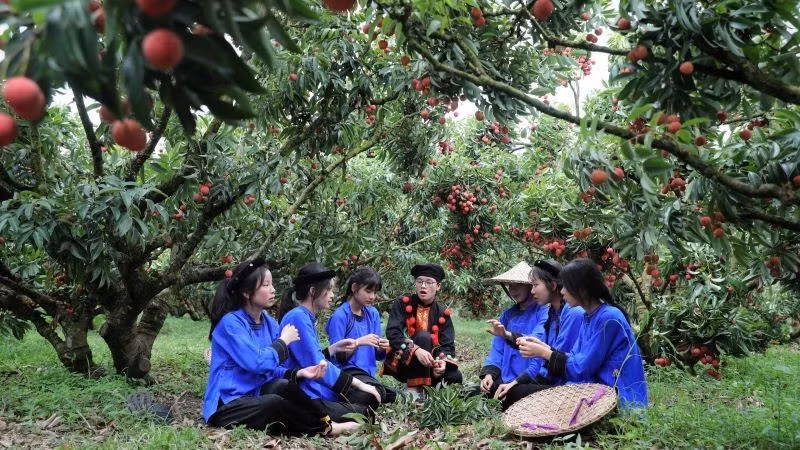 박닌시 쭈 동의 리치 과수원 관광 체험. (사진: VH)