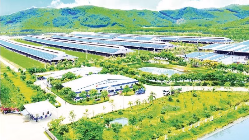 '비나밀크 그린 팜'은 지속 가능하고 저탄소 배출을 지향하는 친환경 농장 모델이다. (사진: 타이 하)
