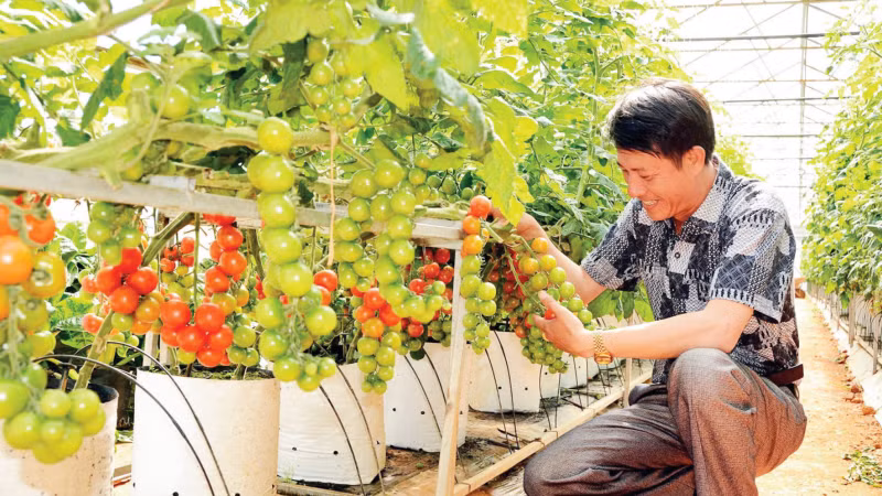 럼동성 농가들이 첨단 절수 관개 기술 도입으로 높은 생산 효율을 올리고 있다. (사진: 마이 반 바오/NDO)